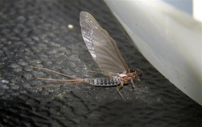 Leptophlebiidae: femmina, subimago - da  Mrtola (Portogallo)